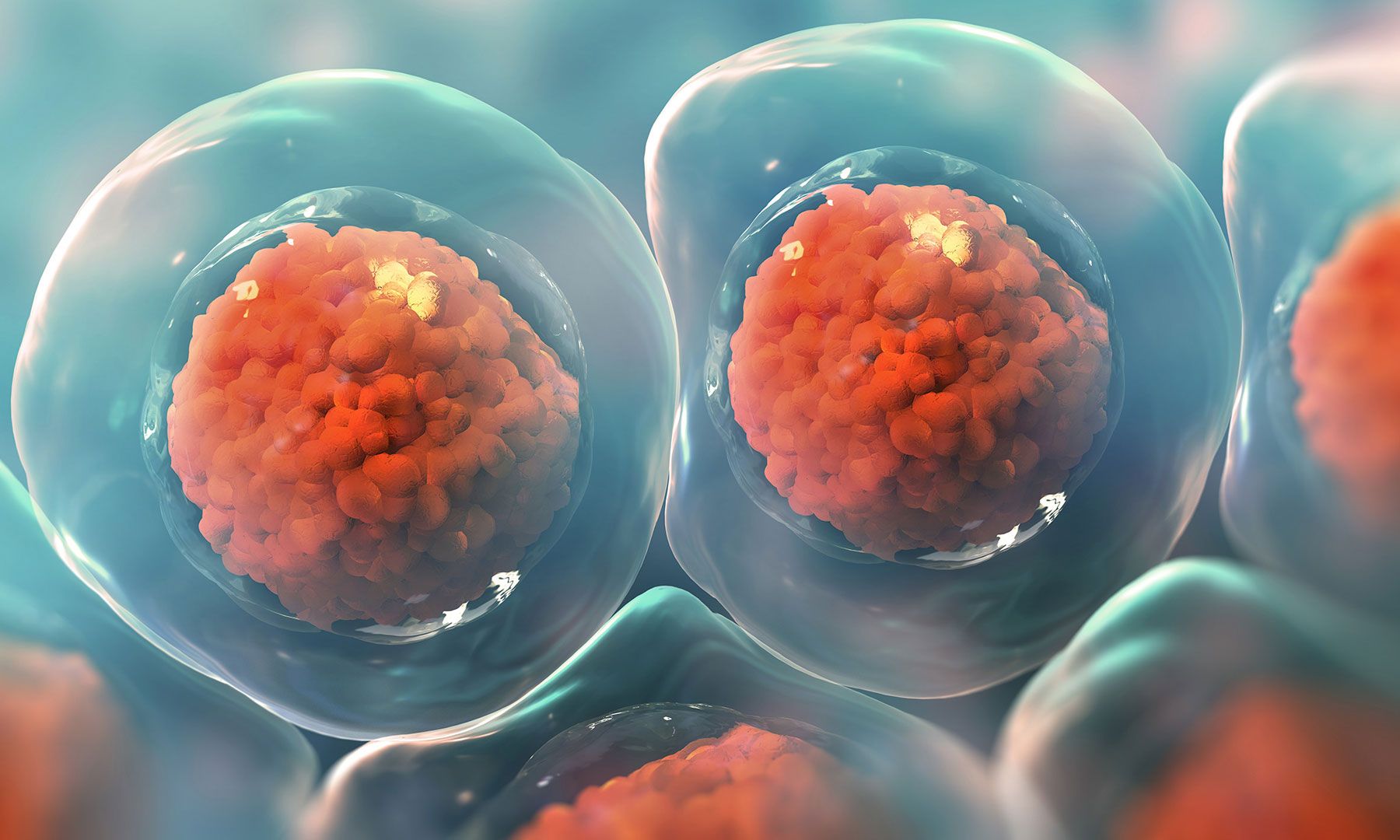 What are Stem Cells?